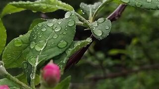 My garden is very beautiful flowers