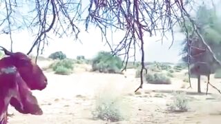 I fell into the wilderness