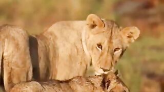Lion cub - Annoyed by its big brother! #shorts#baby#lion