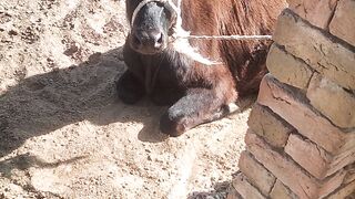 Animal vide for new histery