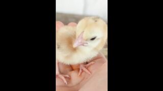 Colourful 150 chicks chicks