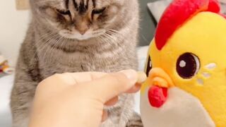 This Cat Take the Medicine ????????????