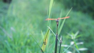 Wonderful Natural Moment ,Grasshopper