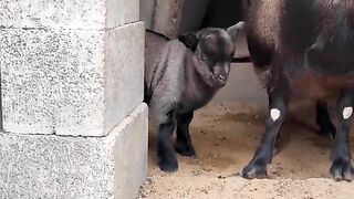 very funny videos try not to laugh 29