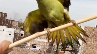 Birds Planet