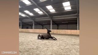 The Best of the Best! The Funniest Animal Videos of 2024! I fashion68