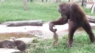 FUNNY VIDEO