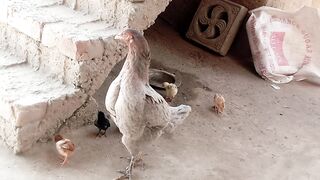 Murgi