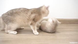 Kitten_Shan_was_receiving_playful_smacks_from_his_cat_mommy,_so_funny
