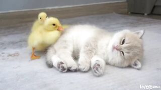 Kitten_Mio_and_ducklings_sleep_sweetly