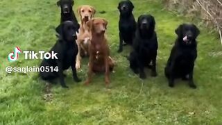 Funny video