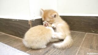 Kitten_Tomi_greets_a_bunny_for_the_first_time,_and_they_quickly_become_surprisingly_close