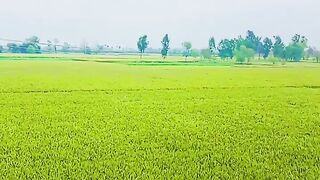 Nature video