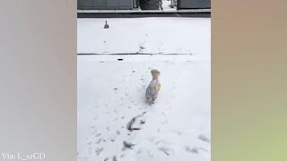 New Funny Dog Videos 2024 ???????? Funny Animal Videos