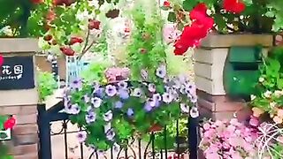 so beautiful rose