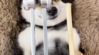 Beautiful puppy