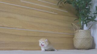 Viral cute baby cat