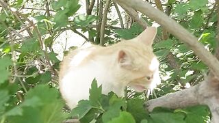 Pet Cat Hungary
