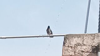 Bird bath enjoy with water