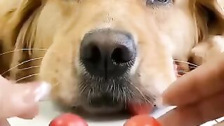 Funny dog ​​videos