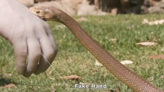 10 Biggest Snakes Ever Captured !