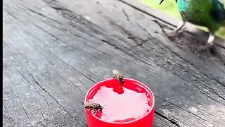 Funny Video #Funny Video