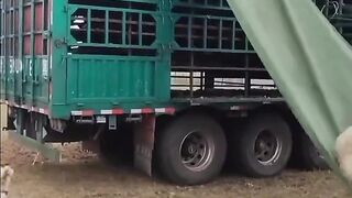 Funny Video #Funny Video
