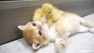 Kitten_and_little_duck_