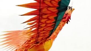 Funny Video #Funny Video