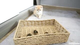 Kitten_Loki_greets_tiny_birds