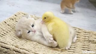 Ducklings_love_the_baby_kitten
