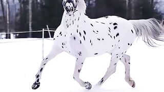 Colour_red horse! beautiful horse