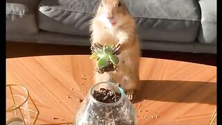 Funny Video #Funny Video