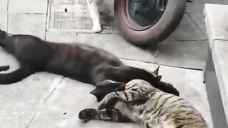 Cat caught cheating