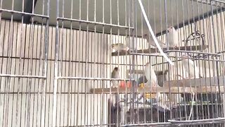 Mayo aviary