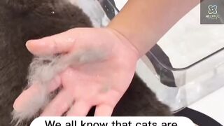 Useful amazon gadgets for cats.helpful gadgets