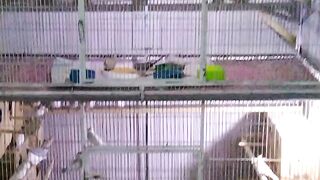 Mayo aviary