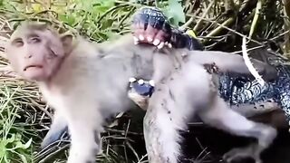 monkey eaten by crocodile