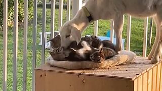 The goat wants to snuggle with cats