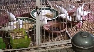 Mayo aviary