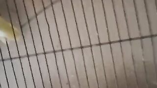 Cremino birds