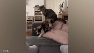 When you have a cats with smooth brain ????Funny Cat Video