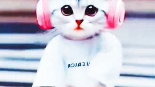 Cat dance|dancing Cat| Cat fun|funny Cat