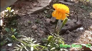 গ্রামের জলসা দেখতে গিয়ে মার খাওয়ার গল্প ।