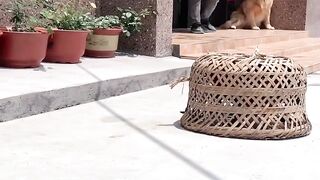 The canine saved the chicken's life