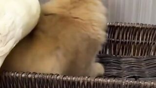The rude duck was taught a lesson by the cat! ( to watch the full versionクリックして完全版を見る)