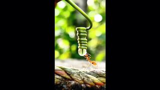 Ant natural