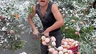 Orenge fruit garden#