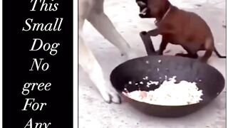 See this little dog isn't concurring anybody to contact the food