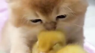 ????The kitten is deeply in love with the duckling! (